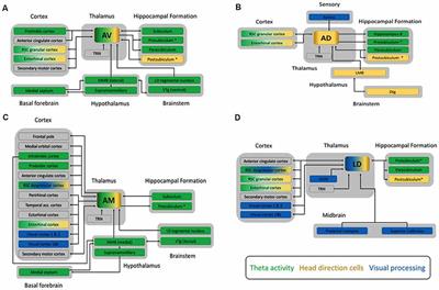Considering the Evidence for Anterior and Laterodorsal <mark class="highlighted">Thalamic Nuclei</mark> as Higher Order Relays to Cortex